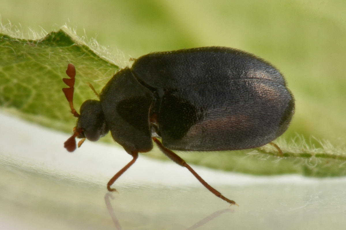 Dermestidae: Ctesias serra